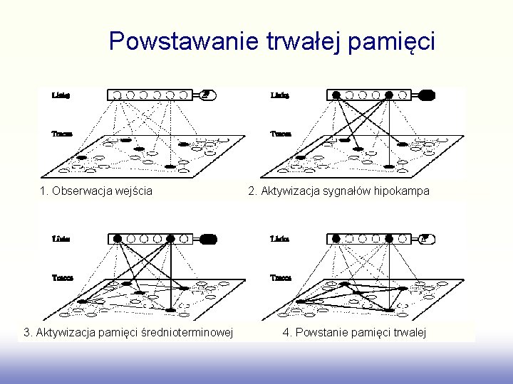 Powstawanie trwałej pamięci 1. Obserwacja wejścia 3. Aktywizacja pamięci średnioterminowej 2. Aktywizacja sygnałów hipokampa