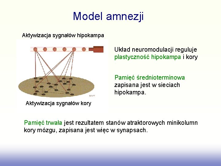 Model amnezji Aktywizacja sygnałów hipokampa Układ neuromodulacji reguluje plastyczność hipokampa i kory. Pamięć średnioterminowa