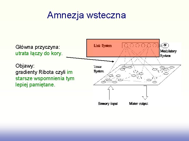 Amnezja wsteczna Główna przyczyna: utrata łączy do kory. Objawy: gradienty Ribota czyli im starsze