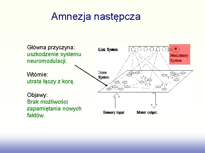 Amnezja następcza Główna przyczyna: uszkodzenie systemu neuromodulacji. Wtórnie: utrata łączy z korą. Objawy: Brak