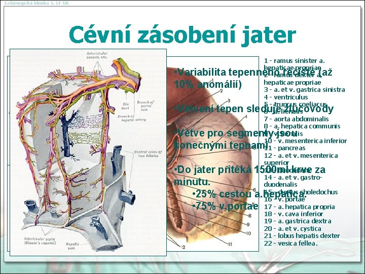 Cévní zásobení jater 1 - ramus sinister a. hepaticae propriae 2 - ramus dexter