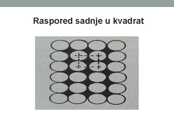 Raspored sadnje u kvadrat 