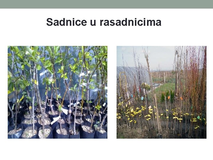 Sadnice u rasadnicima 