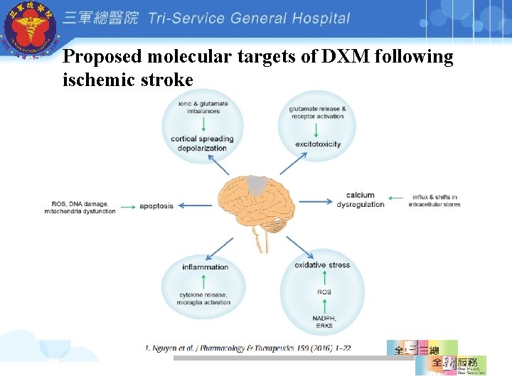 Proposed molecular targets of DXM following ischemic stroke 