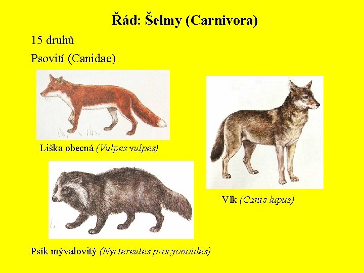 Řád: Šelmy (Carnivora) 15 druhů Psovití (Canidae) Liška obecná (Vulpes vulpes) Vlk (Canis lupus)