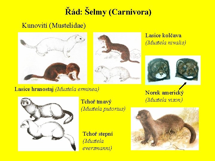 Řád: Šelmy (Carnivora) Kunovití (Mustelidae) Lasice kolčava (Mustela nivalis) Lasice hranostaj (Mustela erminea) Tchoř