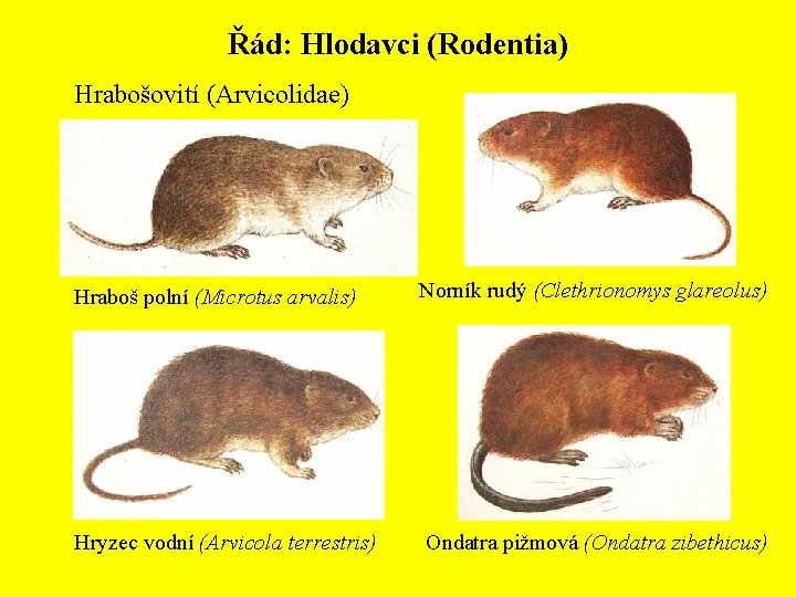 Řád: Hlodavci (Rodentia) Hrabošovití (Arvicolidae) Hraboš polní (Microtus arvalis) Norník rudý (Clethrionomys glareolus) Hryzec