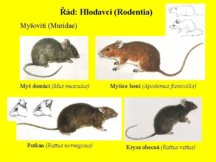 Řád: Hlodavci (Rodentia) Myšovití (Muridae) Myš domácí (Mus musculus) Potkan (Rattus norvegicus) Myšice lesní