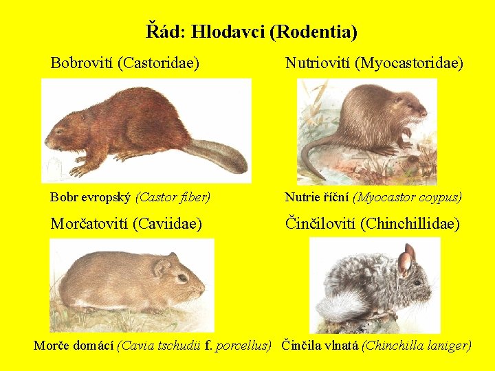 Řád: Hlodavci (Rodentia) Bobrovití (Castoridae) Nutriovití (Myocastoridae) Bobr evropský (Castor fiber) Nutrie říční (Myocastor