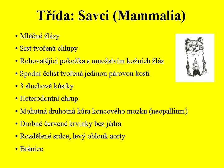 Třída: Savci (Mammalia) • Mléčné žlázy • Srst tvořená chlupy • Rohovatějící pokožka s