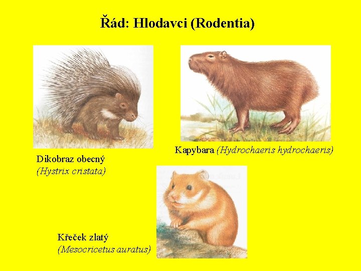 Řád: Hlodavci (Rodentia) Dikobraz obecný (Hystrix cristata) Křeček zlatý (Mesocricetus auratus) Kapybara (Hydrochaeris hydrochaeris)