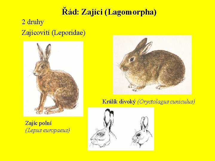 Řád: Zajíci (Lagomorpha) 2 druhy Zajícovití (Leporidae) Králík divoký (Oryctolagus cuniculus) Zajíc polní (Lepus