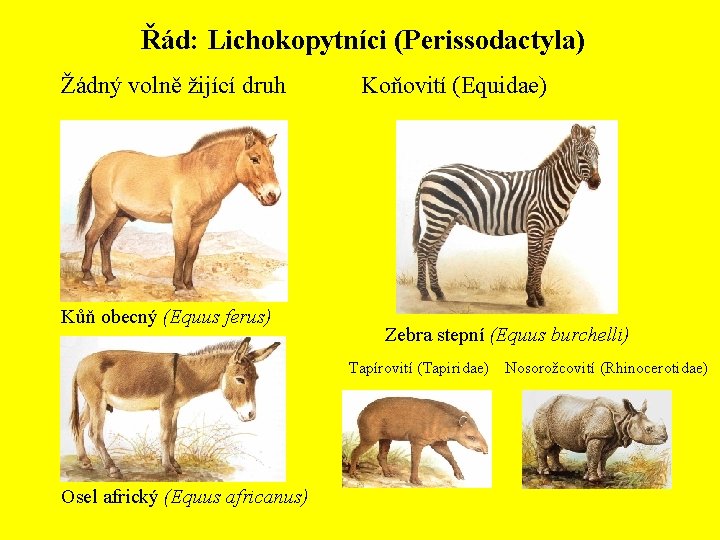 Řád: Lichokopytníci (Perissodactyla) Žádný volně žijící druh Kůň obecný (Equus ferus) Koňovití (Equidae) Zebra