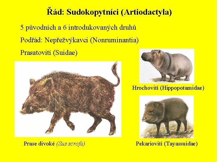 Řád: Sudokopytníci (Artiodactyla) 5 původních a 6 introdukovaných druhů Podřád: Nepřežvýkavci (Nonruminantia) Prasatovití (Suidae)