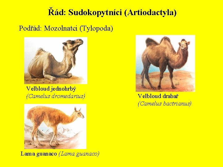 Řád: Sudokopytníci (Artiodactyla) Podřád: Mozolnatci (Tylopoda) Velbloud jednohrbý (Camelus dromedarius) Lama guanaco (Lama guanaco)