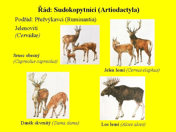 Řád: Sudokopytníci (Artiodactyla) Podřád: Přežvýkavci (Ruminantia) Jelenovití (Cervidae) Srnec obecný (Capreolus capreolus) Jelen lesní