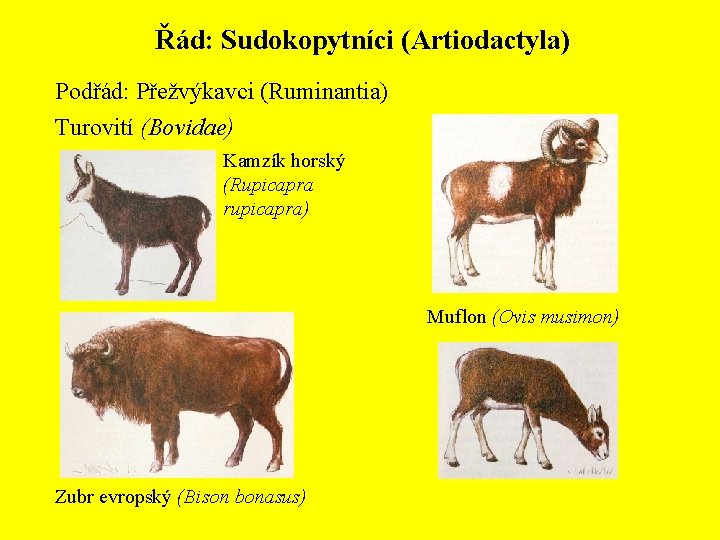 Řád: Sudokopytníci (Artiodactyla) Podřád: Přežvýkavci (Ruminantia) Turovití (Bovidae) Kamzík horský (Rupicapra rupicapra) Muflon (Ovis