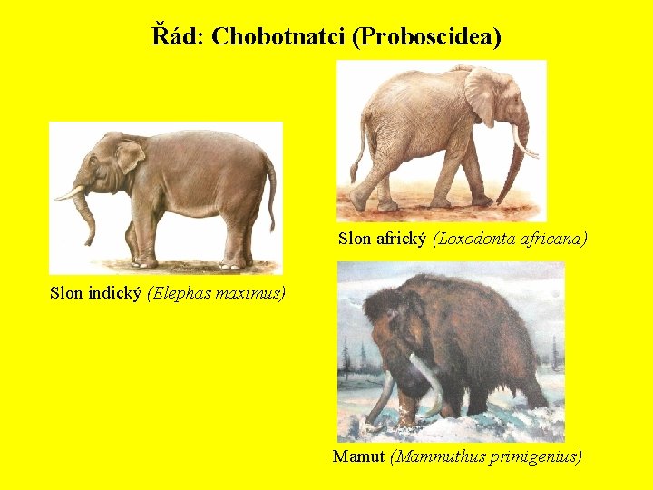 Řád: Chobotnatci (Proboscidea) Slon africký (Loxodonta africana) Slon indický (Elephas maximus) Mamut (Mammuthus primigenius)