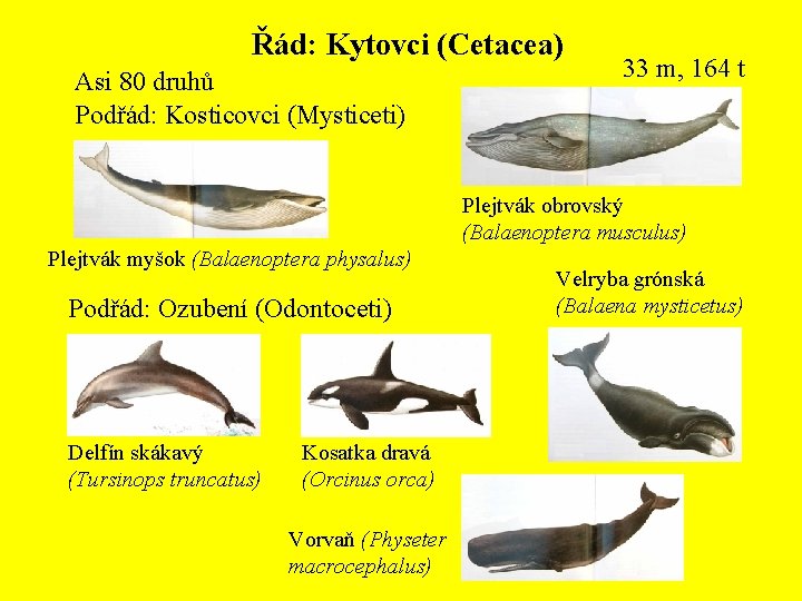 Řád: Kytovci (Cetacea) Asi 80 druhů Podřád: Kosticovci (Mysticeti) 33 m, 164 t Plejtvák