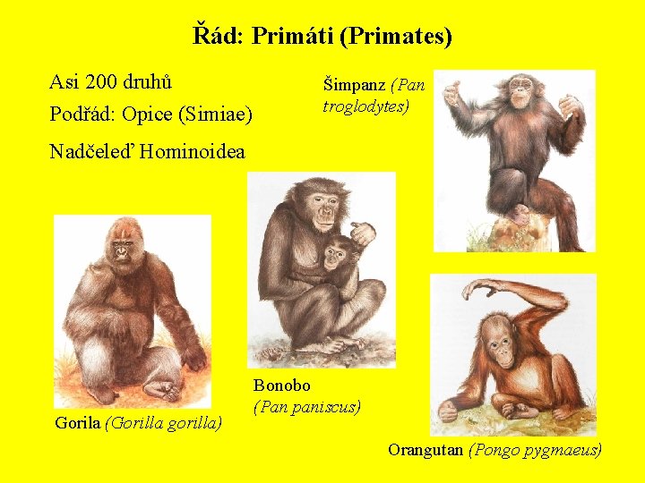 Řád: Primáti (Primates) Asi 200 druhů Podřád: Opice (Simiae) Šimpanz (Pan troglodytes) Nadčeleď Hominoidea