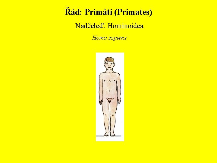 Řád: Primáti (Primates) Nadčeleď: Hominoidea Homo sapiens 