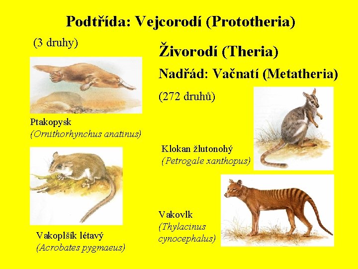 Podtřída: Vejcorodí (Prototheria) (3 druhy) Živorodí (Theria) Nadřád: Vačnatí (Metatheria) (272 druhů) Ptakopysk (Ornithorhynchus