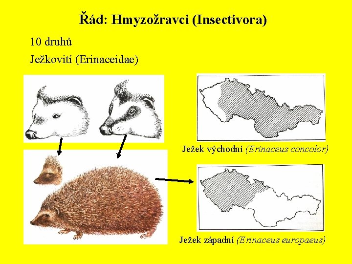 Řád: Hmyzožravci (Insectivora) 10 druhů Ježkovití (Erinaceidae) Ježek východní (Erinaceus concolor) Ježek západní (Erinaceus