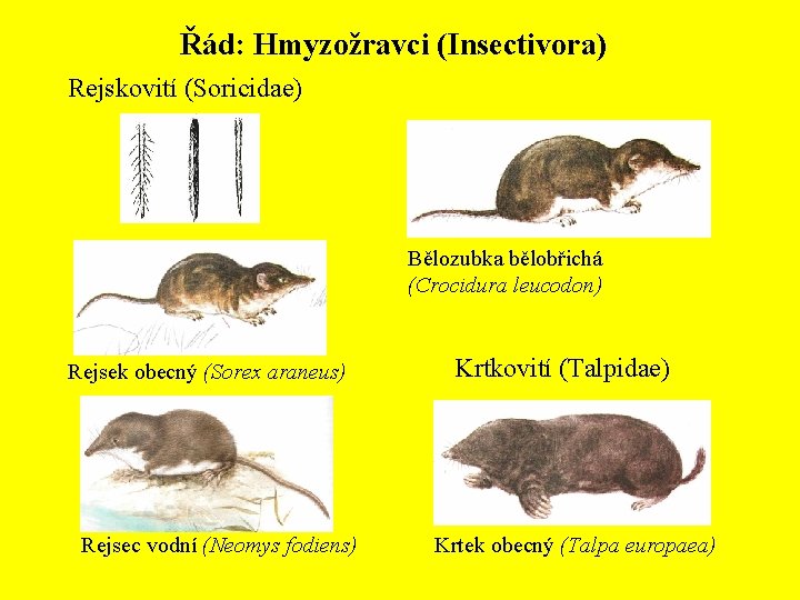 Řád: Hmyzožravci (Insectivora) Rejskovití (Soricidae) Bělozubka bělobřichá (Crocidura leucodon) Rejsek obecný (Sorex araneus) Rejsec