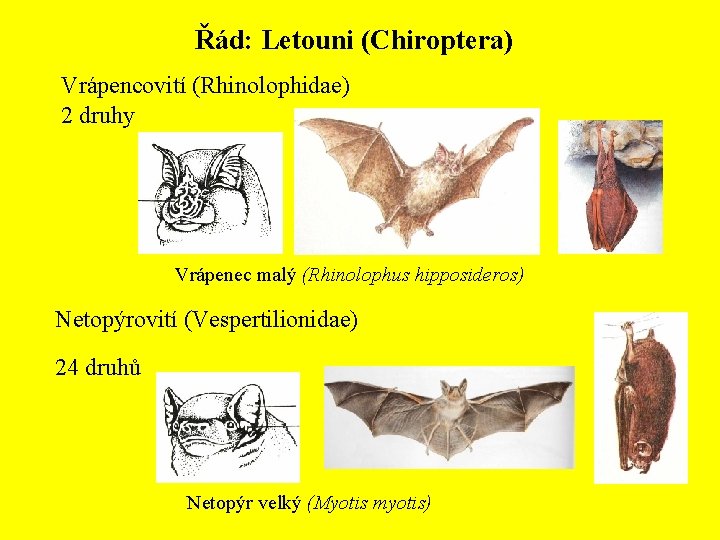 Řád: Letouni (Chiroptera) Vrápencovití (Rhinolophidae) 2 druhy Vrápenec malý (Rhinolophus hipposideros) Netopýrovití (Vespertilionidae) 24