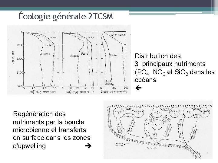 Écologie générale 2 TCSM Distribution des 3 principaux nutriments (PO 4, NO 3 et