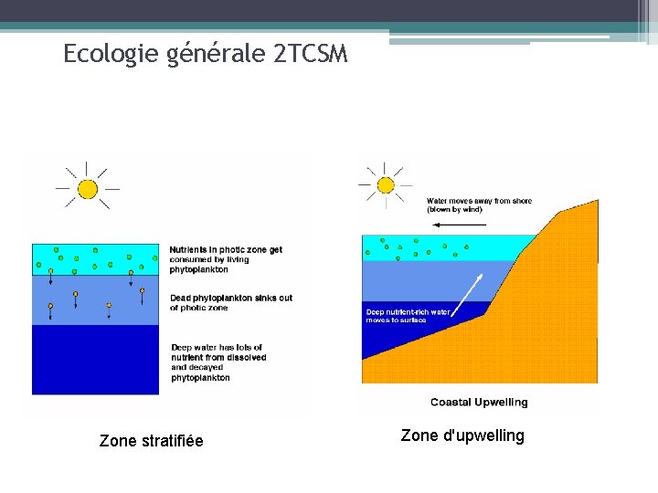 Ecologie générale 2 TCSM Zone stratifiée Zone d'upwelling 