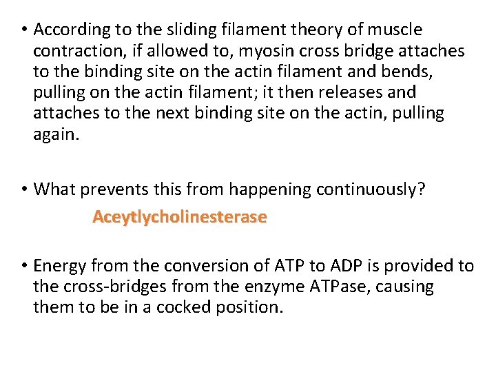  • According to the sliding filament theory of muscle contraction, if allowed to,