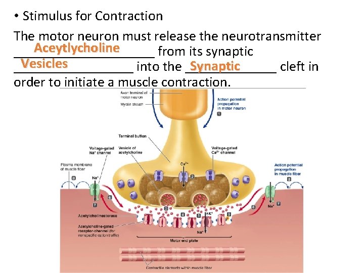  • Stimulus for Contraction The motor neuron must release the neurotransmitter Aceytlycholine __________