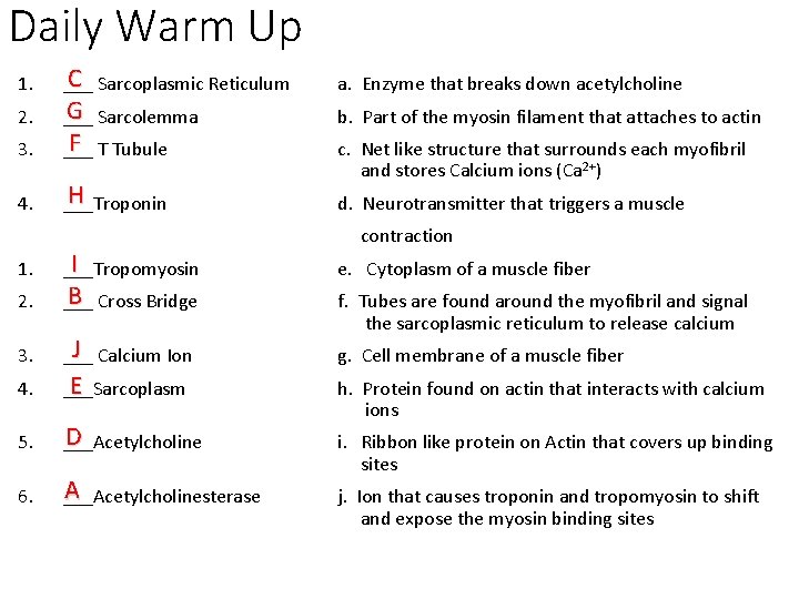 Daily Warm Up 1. 2. C Sarcoplasmic Reticulum ___ G Sarcolemma ___ 3. F