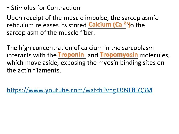  • Stimulus for Contraction Upon receipt of the muscle impulse, the sarcoplasmic Calcium