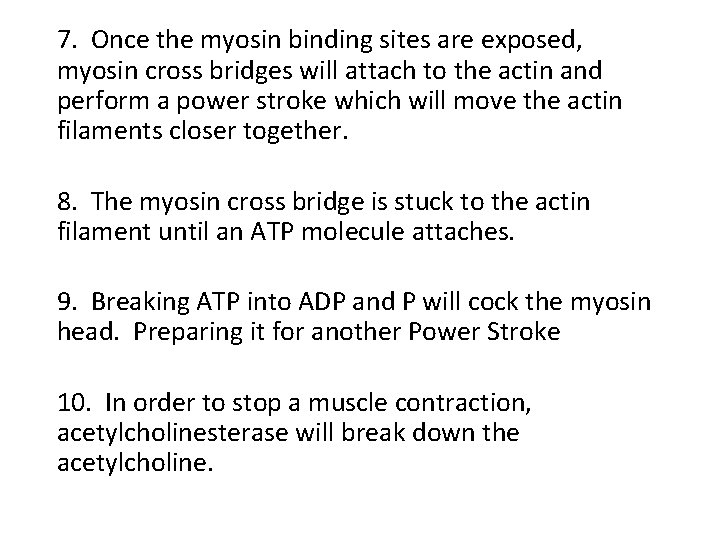 7. Once the myosin binding sites are exposed, myosin cross bridges will attach to