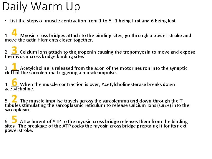 Daily Warm Up • List the steps of muscle contraction from 1 to 6.