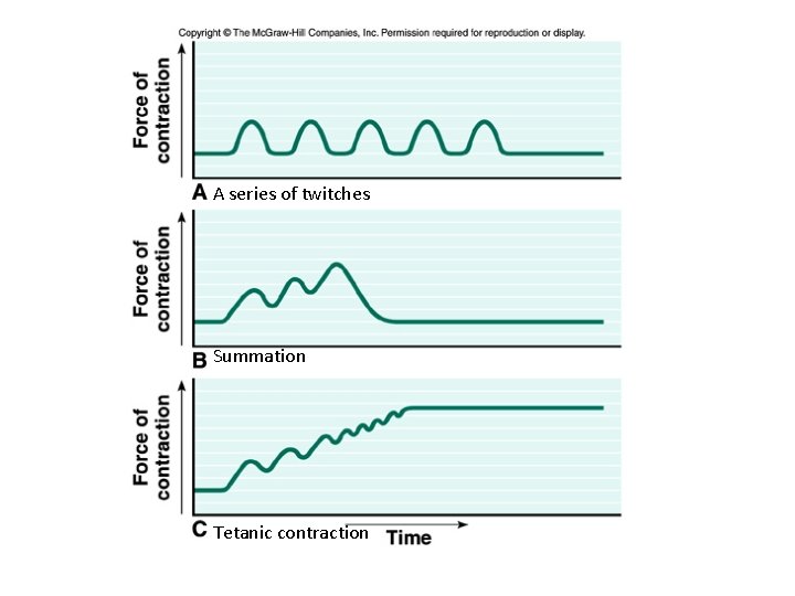 A series of twitches Summation Tetanic contraction 