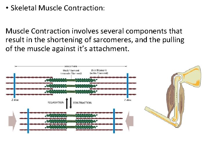  • Skeletal Muscle Contraction: Muscle Contraction involves several components that result in the