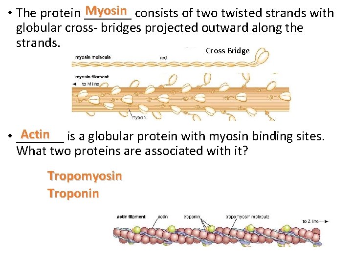 Myosin consists of two twisted strands with • The protein _______ globular cross- bridges