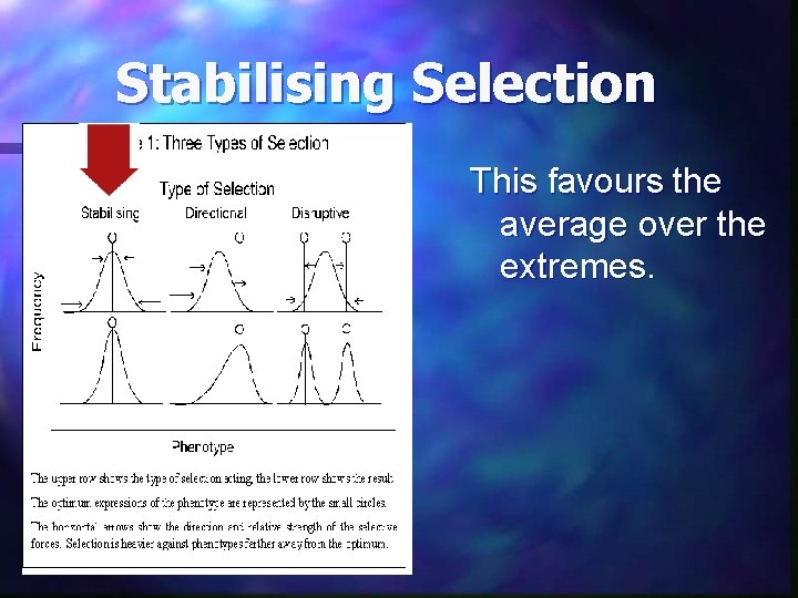 Stabilising Selection This favours the average over the extremes. 