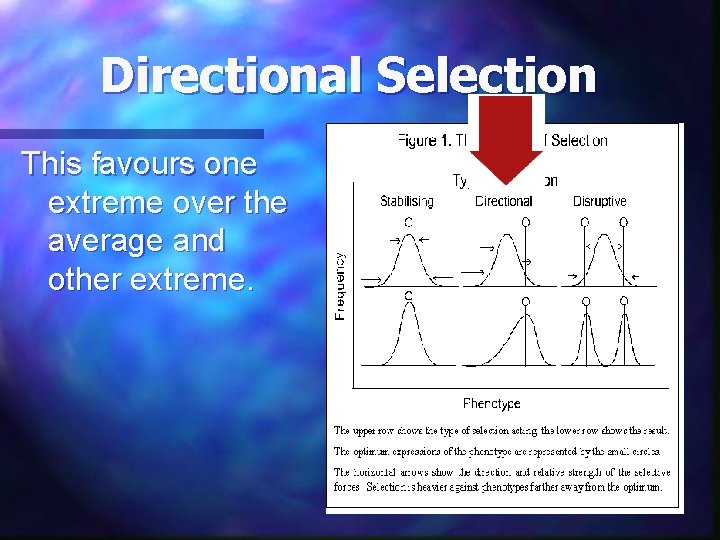 Directional Selection This favours one extreme over the average and other extreme. 