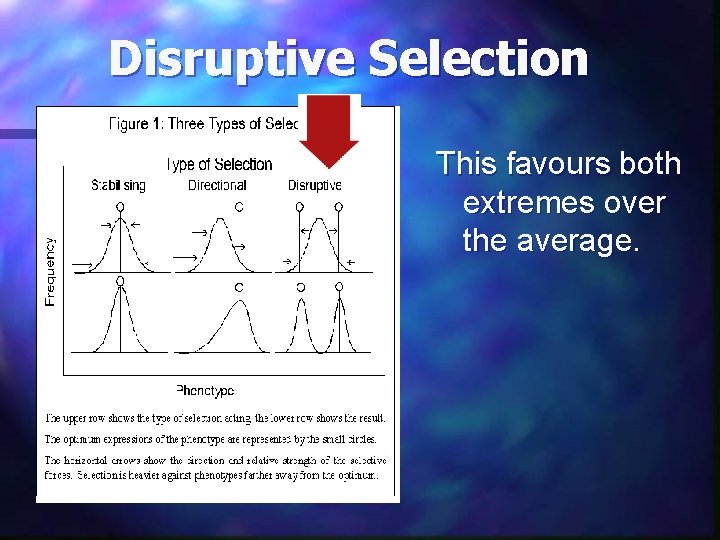 Disruptive Selection This favours both extremes over the average. 