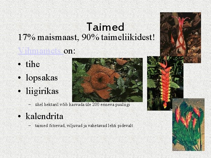 Taimed 17% maismaast, 90% taimeliikidest! Vihmamets on: • tihe • lopsakas • liigirikas – Taimed 17% maismaast, 90% taimeliikidest! Vihmamets on: • tihe • lopsakas • liigirikas –