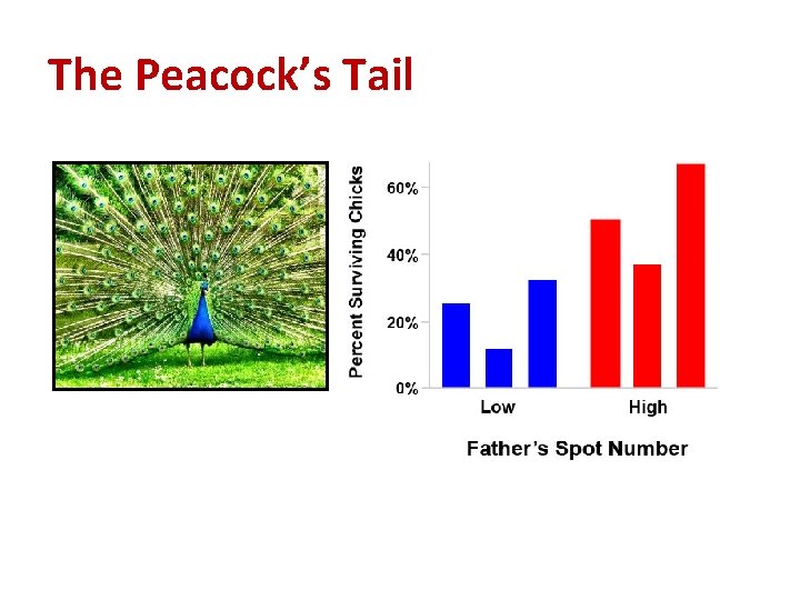 The Peacock’s Tail 