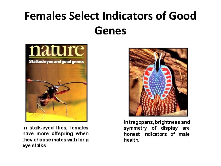 Females Select Indicators of Good Genes In stalk-eyed flies, females have more offspring when