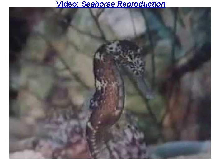 Video: Seahorse Reproduction 