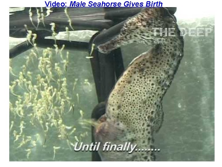 Video: Male Seahorse Gives Birth 