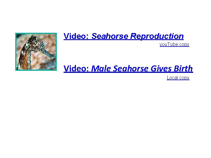 Video: Seahorse Reproduction you. Tube copy Video: Male Seahorse Gives Birth Local copy 