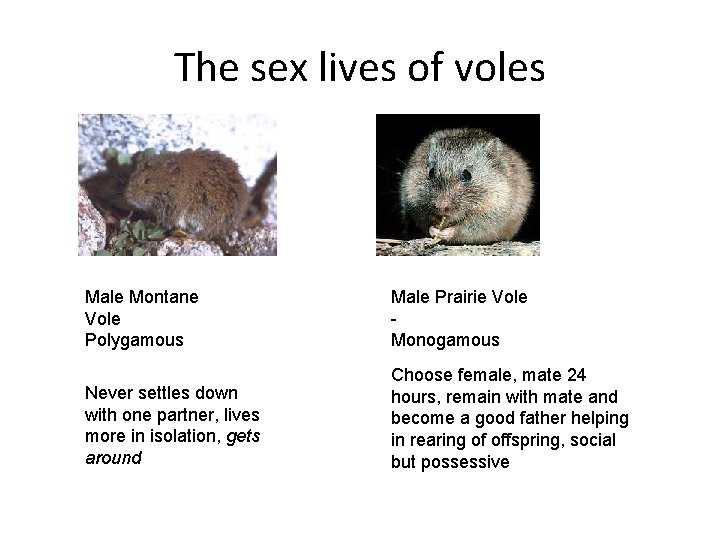 The sex lives of voles Male Montane Vole Polygamous Male Prairie Vole Monogamous Never